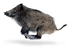 Träna jaktskytte mot en filmduk! Det finns jaktsekvenser med vildsvin och andra djur.